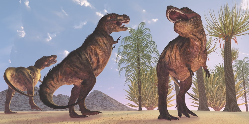 Tyrannosaurus Rex dinosaurs have a growling session Canvas Art - Corey FordStocktrek Images (40 x 20)
