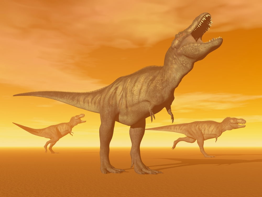 Tyrannosaurus Rex dinosaurs in an orange foggy desert by sunset Canvas Art - Elena DuvernayStocktrek Images (17 x 13)