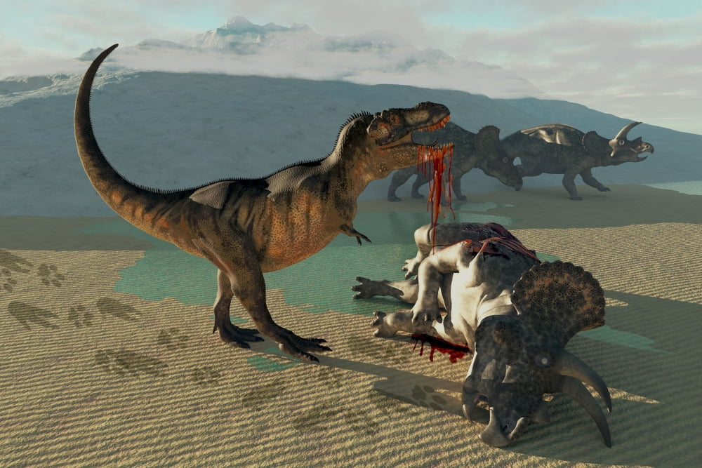 Tyrannosaurus Rex eats the flesh of a dead Triceratops Canvas Art - Corey FordStocktrek Images (18 x 12)