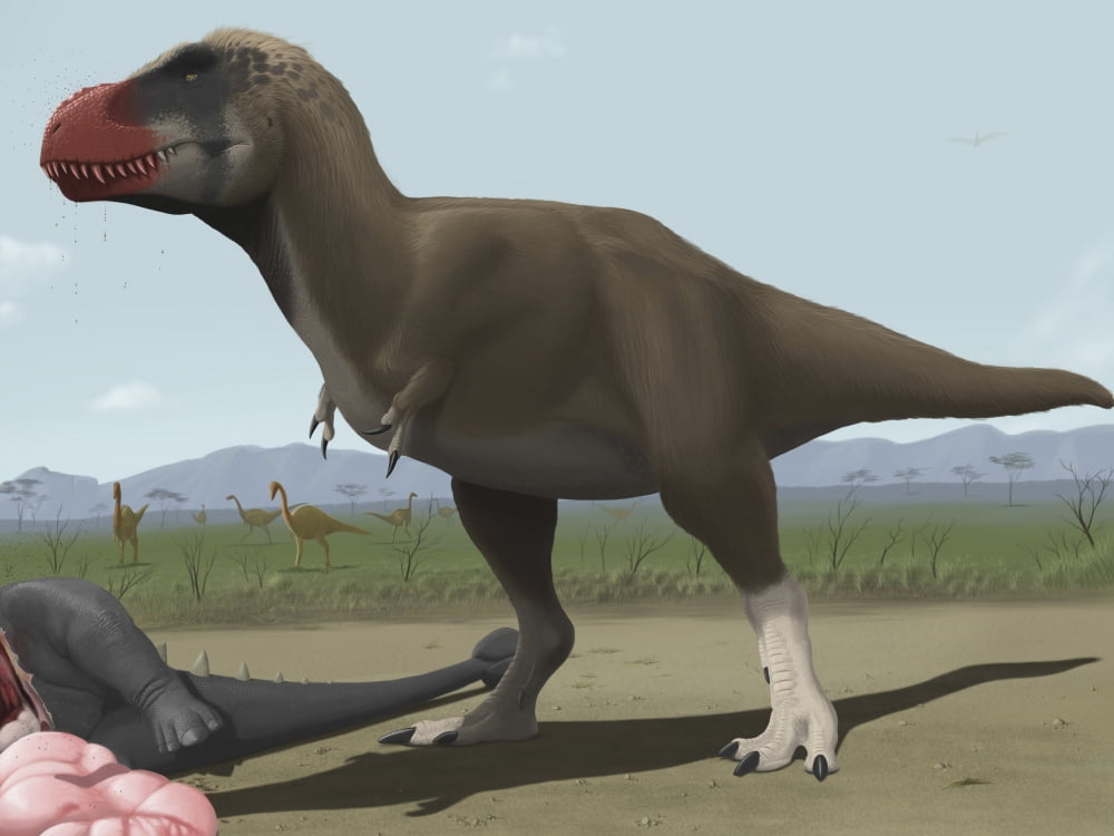 Tyrannosaurus Rex feeding on the carcass of a dead animal Canvas Art - Michele DessiStocktrek Images (33 x 25)