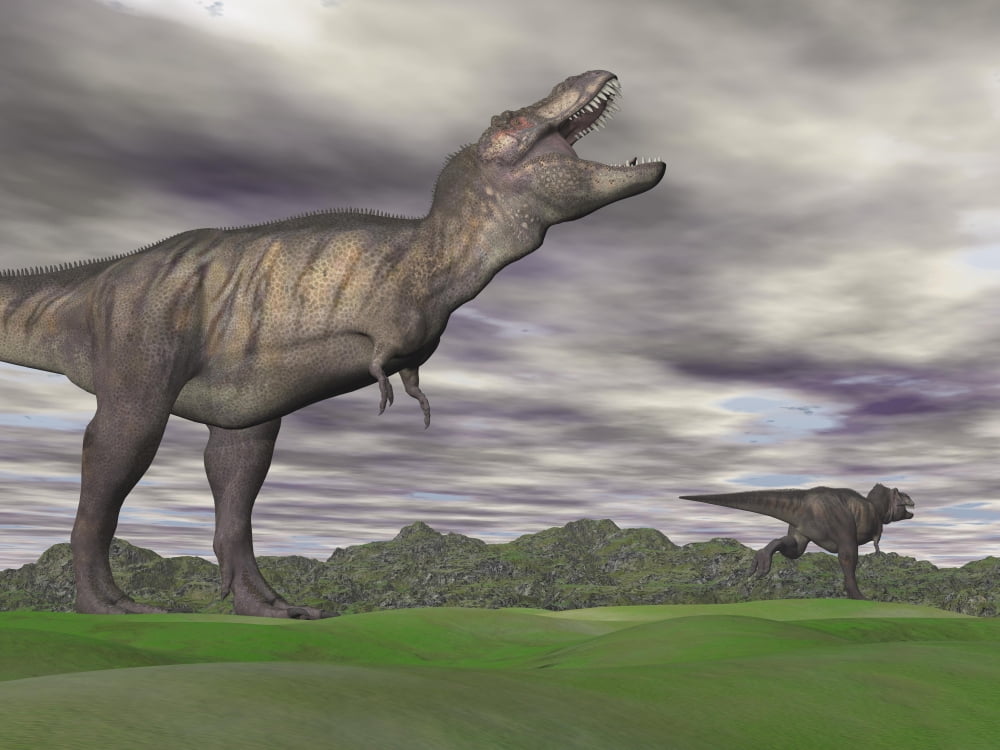 Tyrannosaurus Rex growling as a fellow T-Rex runs away Canvas Art - Elena DuvernayStocktrek Images (17 x 13)