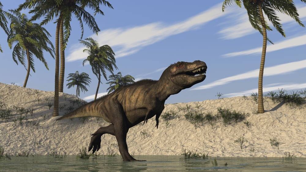 Tyrannosaurus Rex hunting in shallow water Canvas Art - Kostyantyn IvanyshenStocktrek Images (38 x 22)