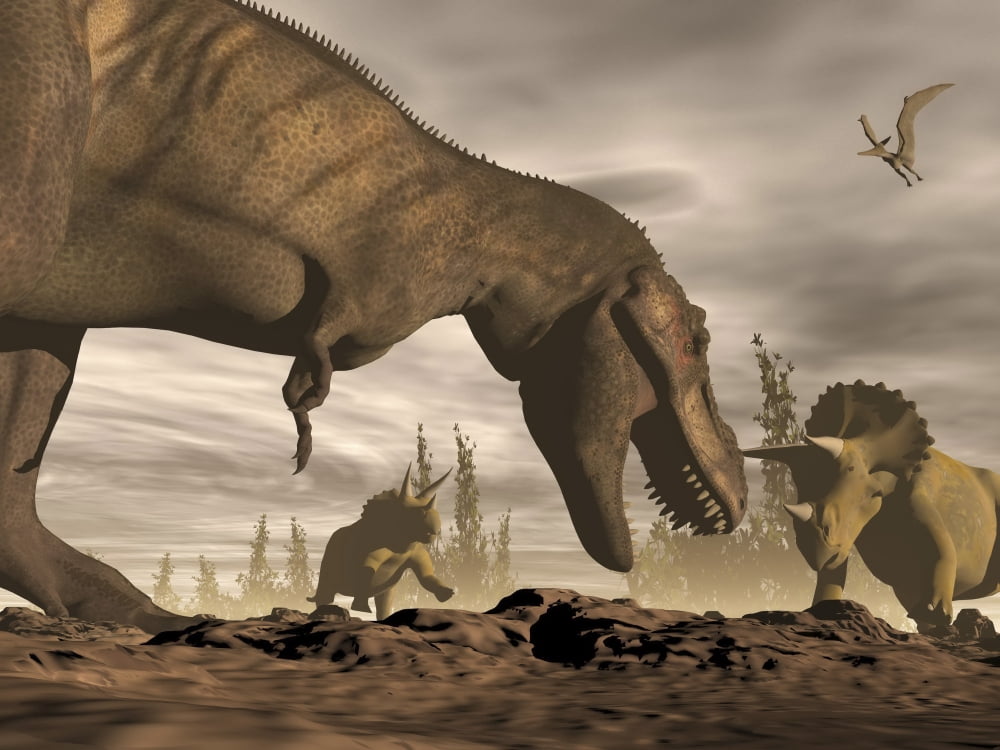 Tyrannosaurus Rex roaring at two Triceratops on rocky terrain Canvas Art - Elena DuvernayStocktrek Images (33 x 25)