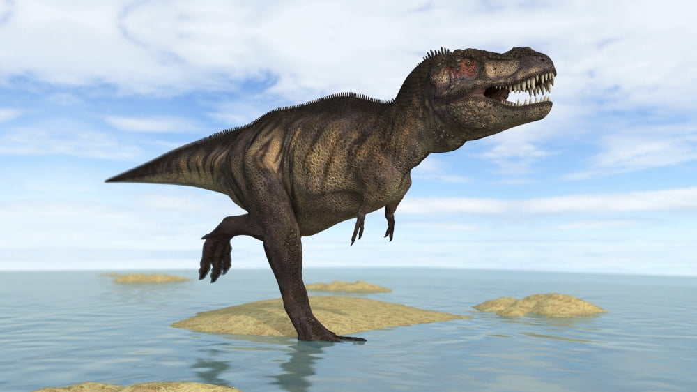 Tyrannosaurus Rex running through shallow water Canvas Art - Kostyantyn IvanyshenStocktrek Images (38 x 22)