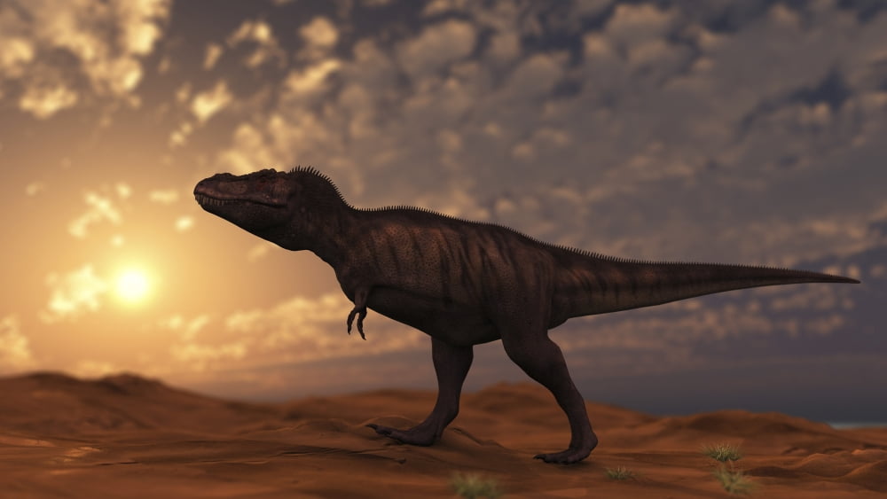 Tyrannosaurus Rex walking across a desert at sunset Canvas Art - Kostyantyn IvanyshenStocktrek Images (19 x 11)