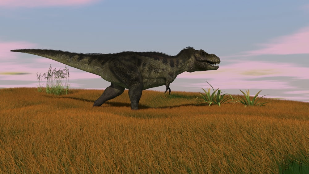 Tyrannosaurus Rex walking across a grassy field Canvas Art - Kostyantyn IvanyshenStocktrek Images (19 x 11)