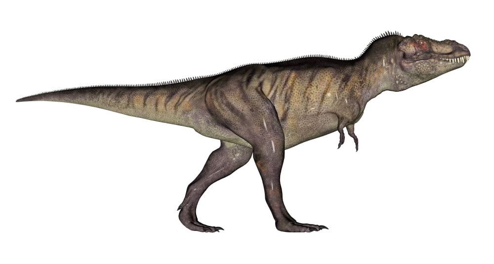 Tyrannosaurus Rex white background Canvas Art - Elena DuvernayStocktrek Images (20 x 11)