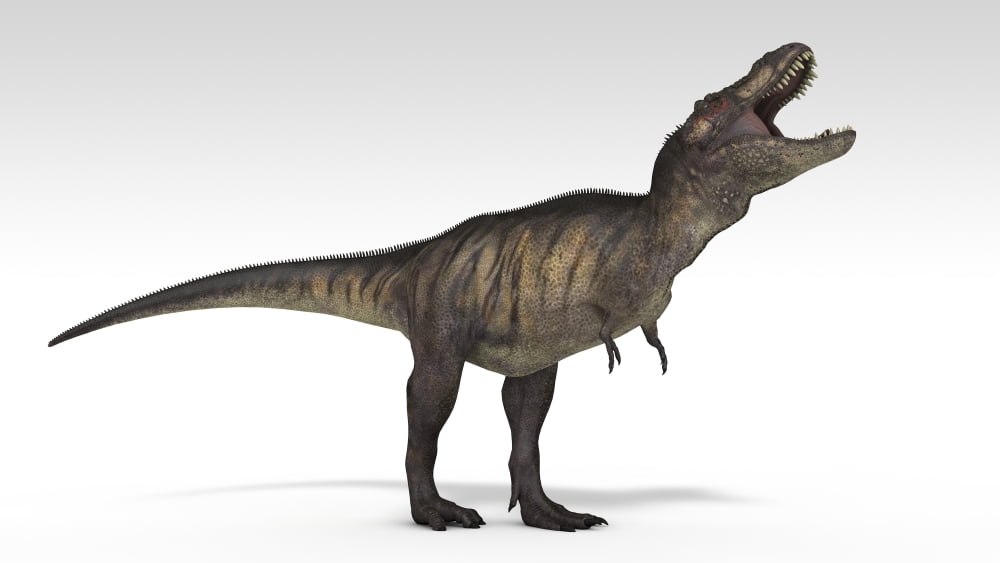 Tyrannosaurus Rex white background Canvas Art - Kostyantyn IvanyshenStocktrek Images (19 x 11)