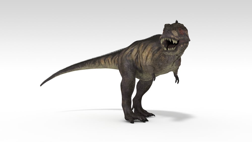 Tyrannosaurus Rex white background Canvas Art - Kostyantyn IvanyshenStocktrek Images (19 x 11)