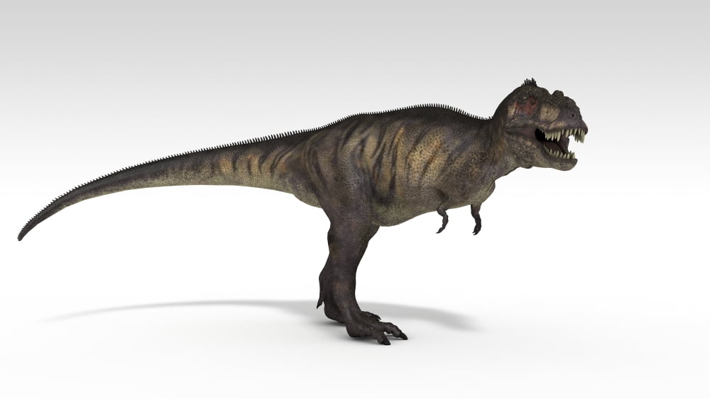 Tyrannosaurus Rex white background Canvas Art - Kostyantyn IvanyshenStocktrek Images (19 x 11)