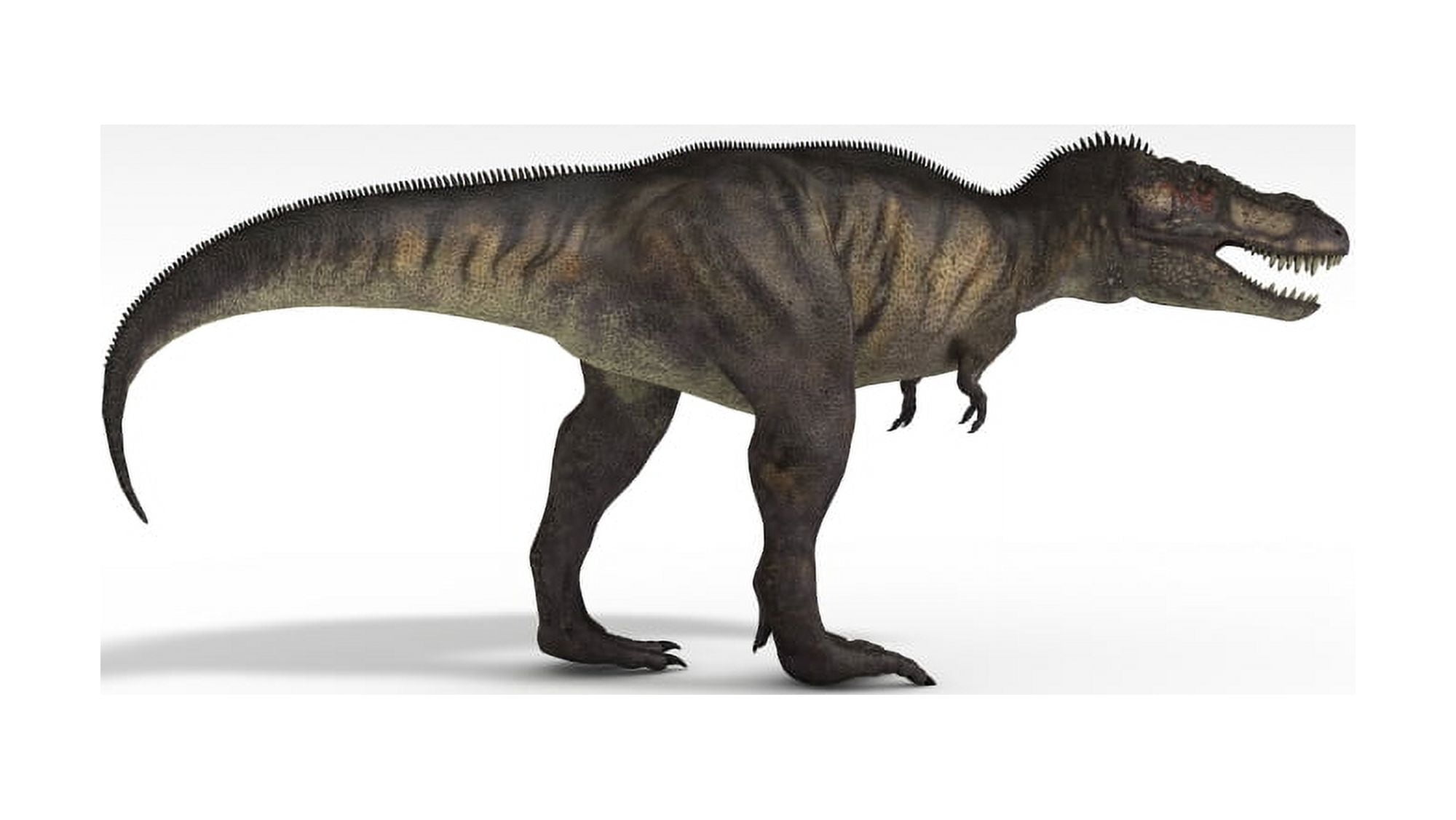 Tyrannosaurus Rex white background Canvas Art - Kostyantyn IvanyshenStocktrek Images (38 x 22)