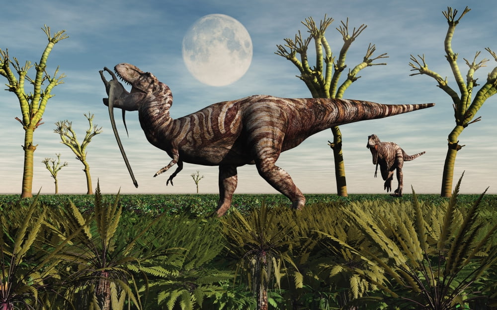Tyrannosaurus Rex with a freshly killed young sauropod dinosaur Canvas Art - Mark StevensonStocktrek Images (36 x 23)