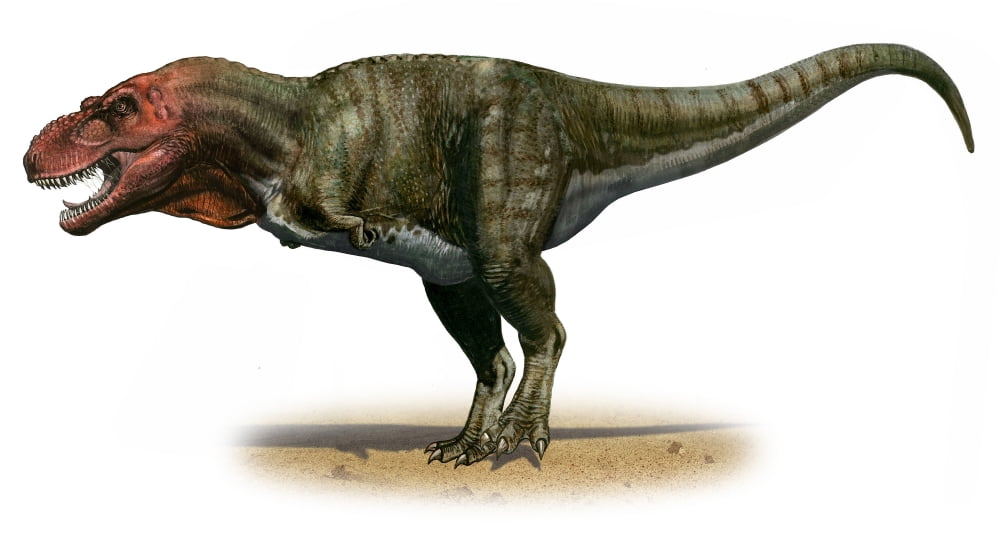 Tyrannosaurus rex a prehistoric era dinosaur Canvas Art - Sergey KrasovskiyStocktrek Images (39 x 21)