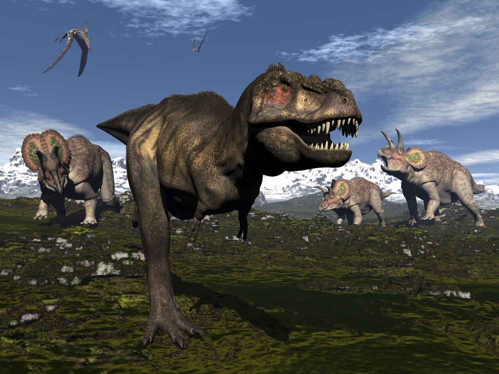 Tyrannosaurus rex attacked by three Triceratops Canvas Art - Elena DuvernayStocktrek Images (17 x 13)