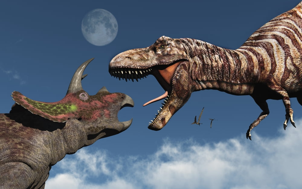 Tyrannosaurus rex confronting a Triceratops Canvas Art - Mark StevensonStocktrek Images (36 x 23)