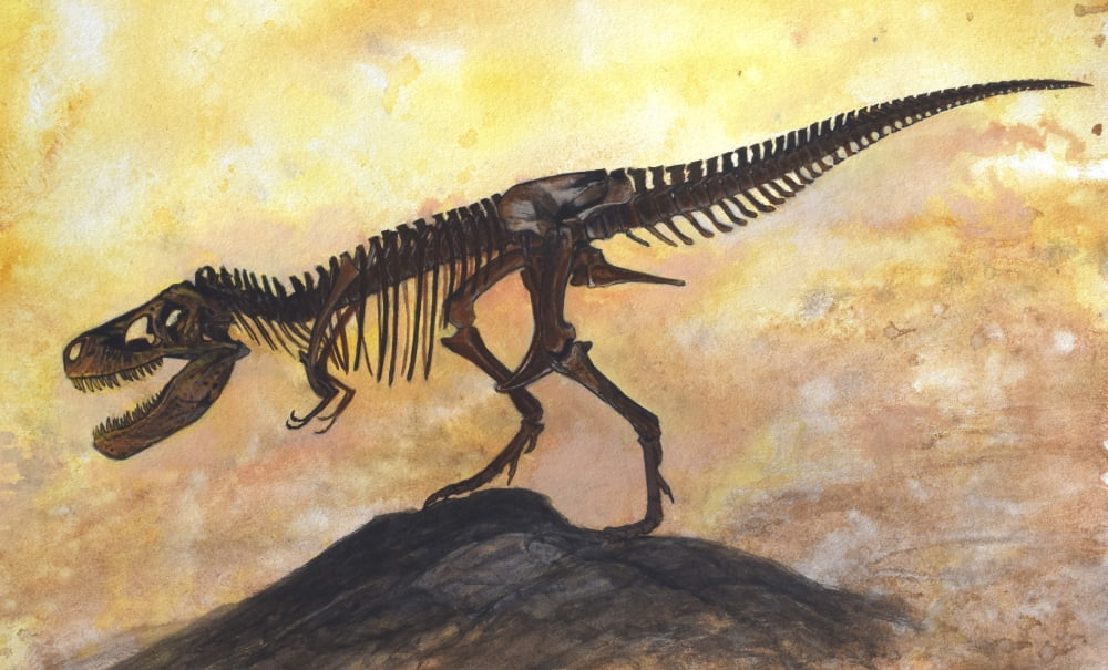 Tyrannosaurus rex dinosaur skeleton Canvas Art - Harm PlatStocktrek Images (36 x 22)