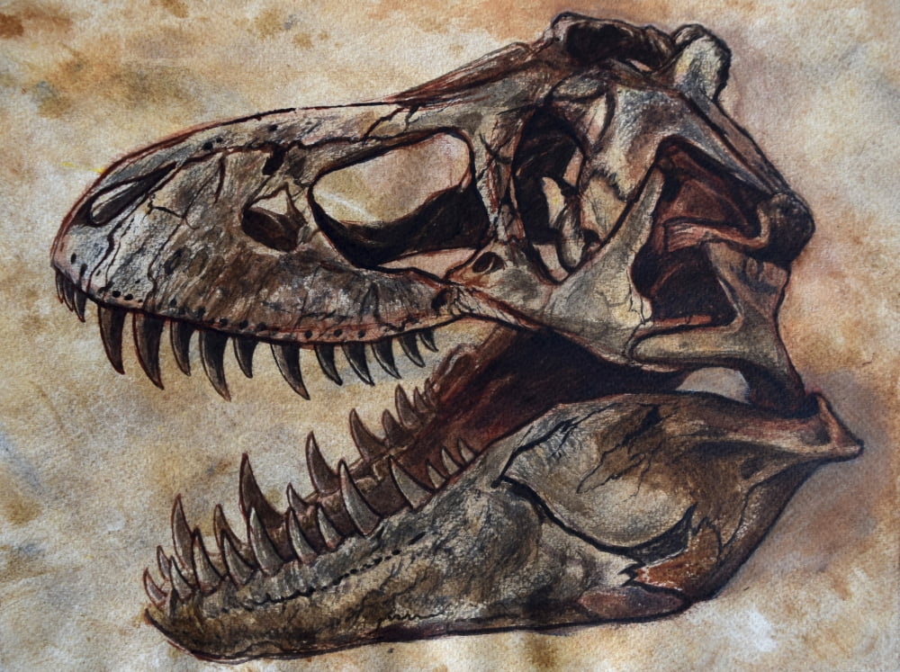 Tyrannosaurus rex dinosaur skull Canvas Art - Harm PlatStocktrek Images (16 x 12)