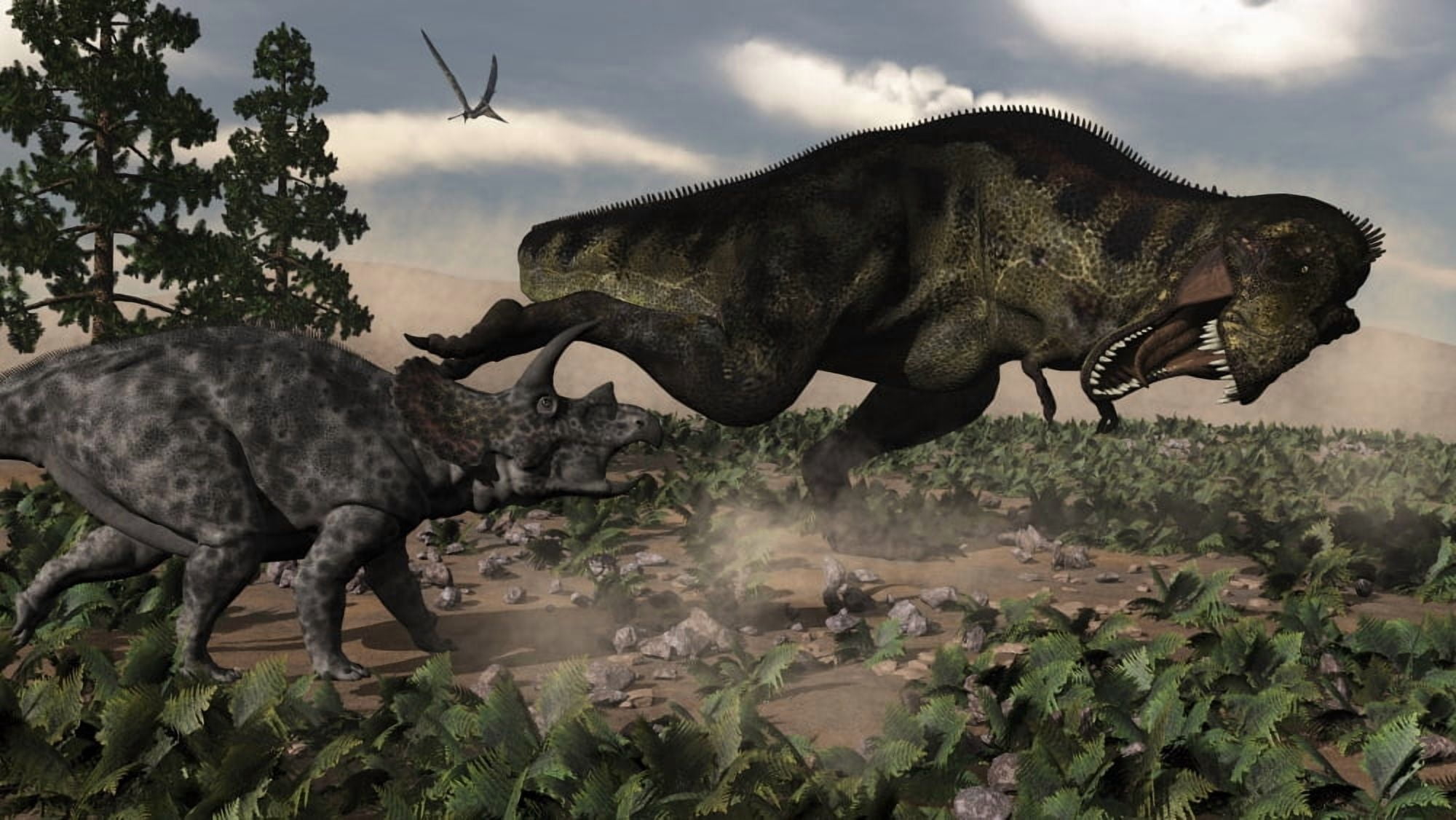 Tyrannosaurus rex roaring at a Triceratops Canvas Art - Elena DuvernayStocktrek Images (19 x 11)