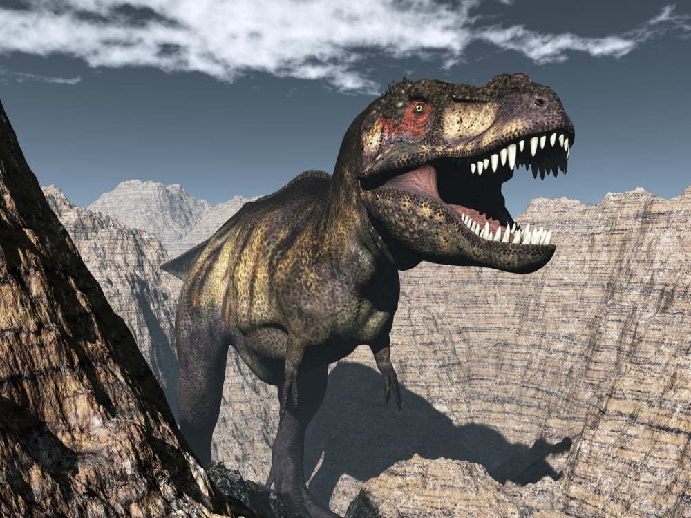 Tyrannosaurus rex roaring in a canyon Canvas Art - Elena DuvernayStocktrek Images (16 x 12)