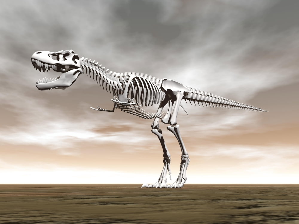 Tyrannosaurus rex skeleton Canvas Art - Elena DuvernayStocktrek Images (33 x 25)