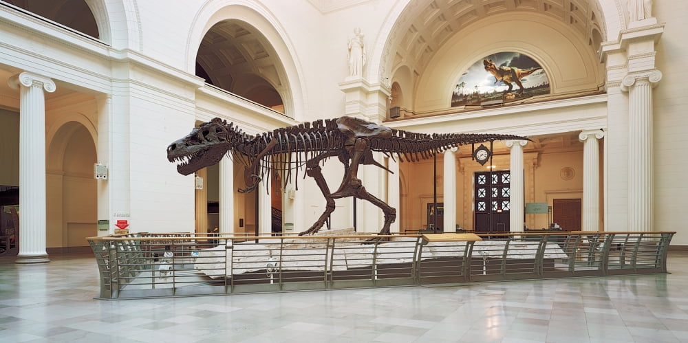 Tyrannosaurus rex skull in Field Museum Chicago Illinois USA Canvas Art - Panoramic Images (12 x 24)