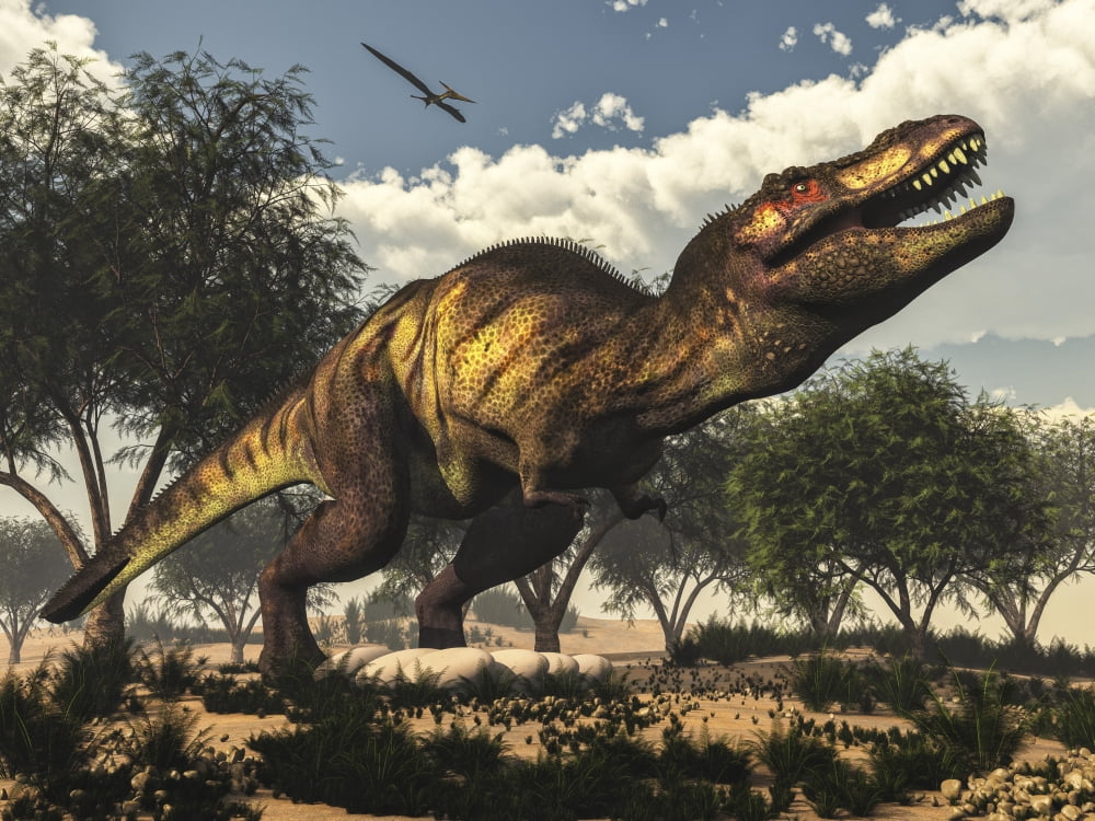 Tyrannosaurus rex standing upon its eggs to protect them Canvas Art - Elena DuvernayStocktrek Images (33 x 25)