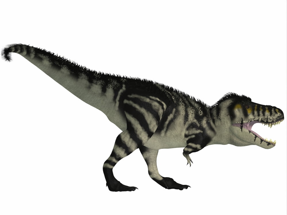Tyranosaurus Rex a large carnivore of the Cretaceous Period Canvas Art - Corey FordStocktrek Images (17 x 13)