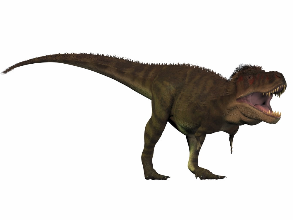 Tyranosaurus Rex a large carnivore of the Cretaceous Period Canvas Art - Corey FordStocktrek Images (33 x 25)