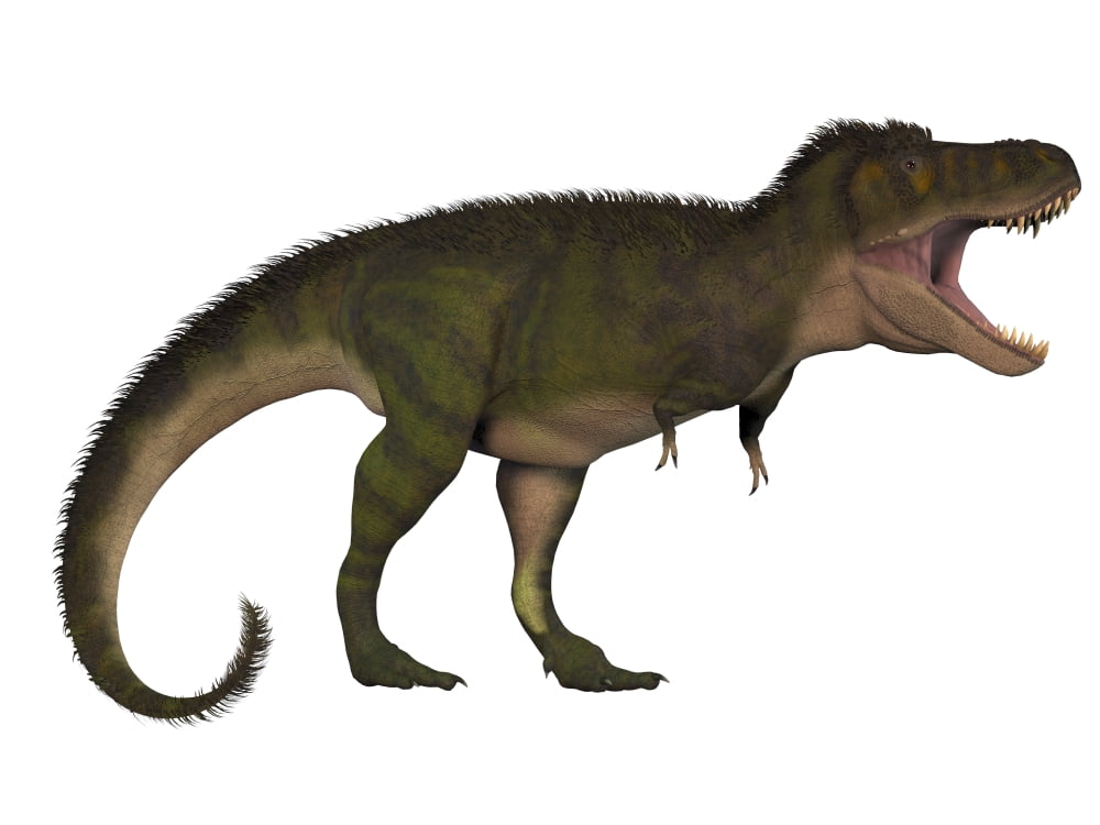 Tyranosaurus Rex a large carnivore of the Cretaceous Period Canvas Art - Corey FordStocktrek Images (33 x 25)