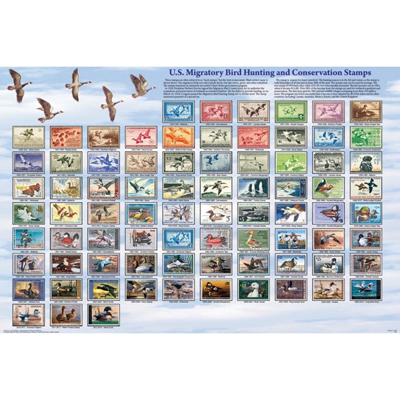 U.S. Migratory Bird Hunting and Conservation Stamps Educational Poster 36.5x24.5 - Laminated