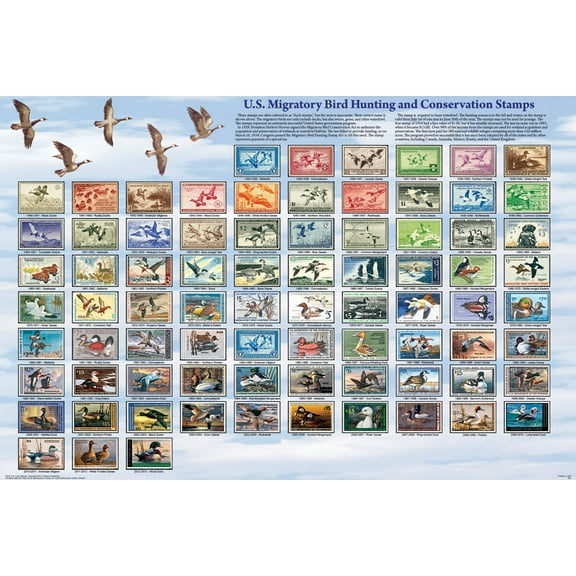 U.S. Migratory Bird Hunting and Conservation Stamps Educational Poster 36x24