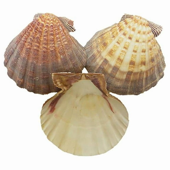U.S. Shell 08000 Lions Paw Seashells - 3 Piece