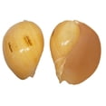 thumbnail image 1 of U.S. Shell 08004 6-7 in. Melo Melo Seashells - 3 Piece, 1 of 1