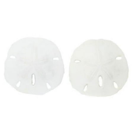 U.S. Shell 08006 1-1.25 in. Keyhole Sanddollar - 25 Piece