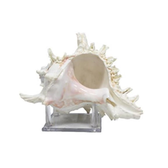 U.S. Shell 08021 Murex Ramosus with Stand