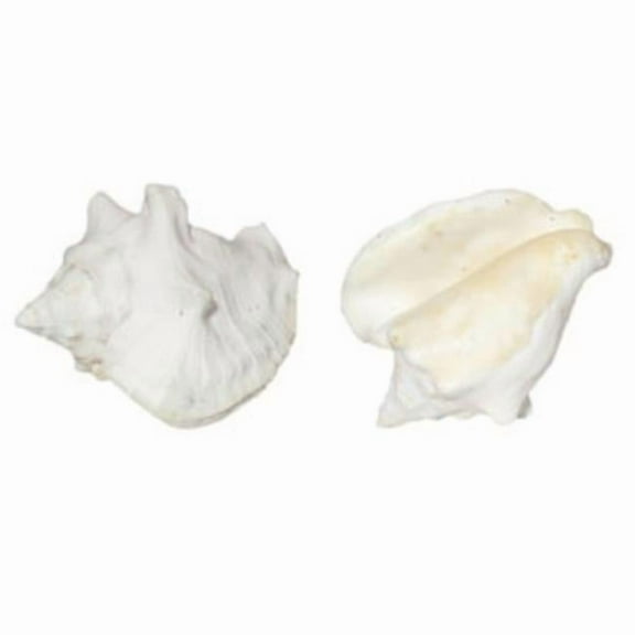 U.S. Shell 08023 Milk Conch, White - 2 Piece