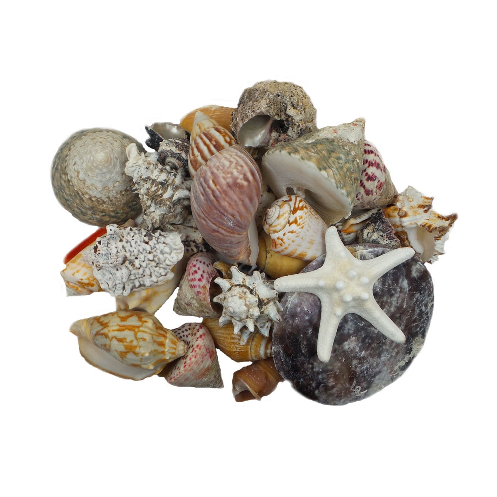 U.S. Shell Dark Shell Mix with Starfish Gift Pack - Walmart.com