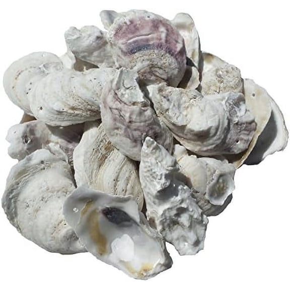 U.S. Shell, Inc., Drilled Oyster Shells, 3"-3.75"$$Home Decor, Kitchen, & Other
