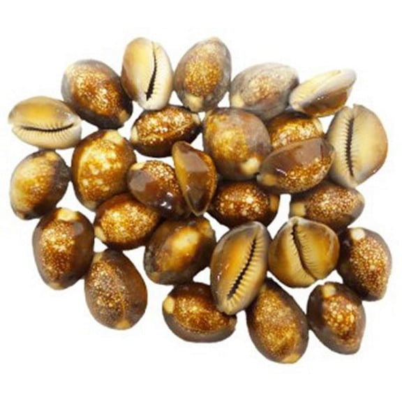 U.S. Shell, Inc. Natural U.S. Shell, Snakehead Cowrie, 1 inch and up