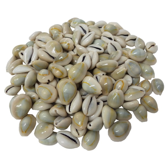 U.S. Shell, Inc. U.S. Shell, Ringtop Cowries, 2 to 3 Centimeters