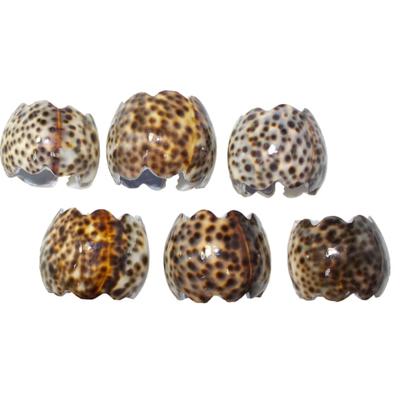 U.S. Shell Tiger Cowrie Napkin Ring, Small