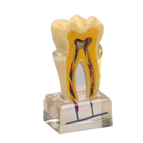 U6X Enlarged Teeth Anatomy Model Clear PVC Anatomical Dental Nerves Model