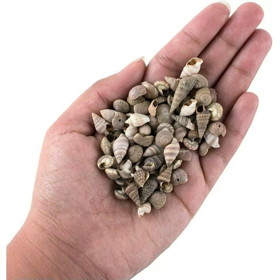 U8MO 50 Seashells Snail Shells Fairy Garden Miniatures Assorted Craft Lot Mixed
