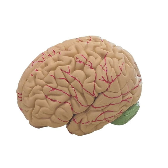 UDIYO Human Brain Model Simulation 8-Part PVC Life-size Anatomy Teaching Tool for Classroom