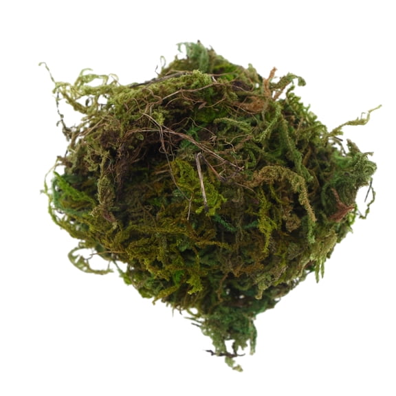 UDIYO Preserved Moss for Crafts Moss Green Plants for Fairy Gardens