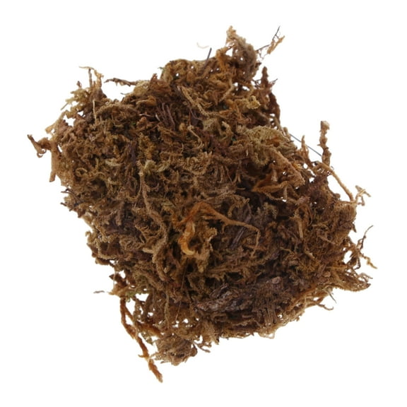 UDIYO Preserved Moss for Crafts Moss Green Plants for Fairy Gardens