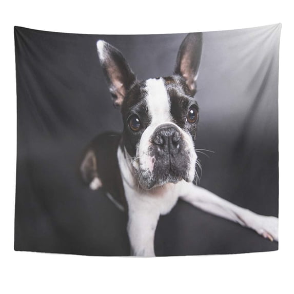 UFAEZU Adorable Boston Terrier Standing in Front Gray Wall Art Hanging Tapestry Home Decor for Living Room Bedroom Dorm 60x80 inch