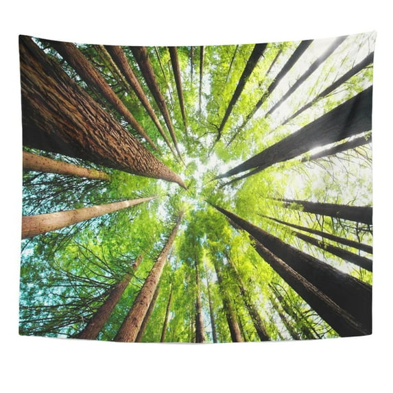 UFAEZU Ancient California Redwood Trees Beech Forest Great Ocean Road Wall Art Hanging Tapestry Home Decor for Living Room Bedroom Dorm 51x60 inch