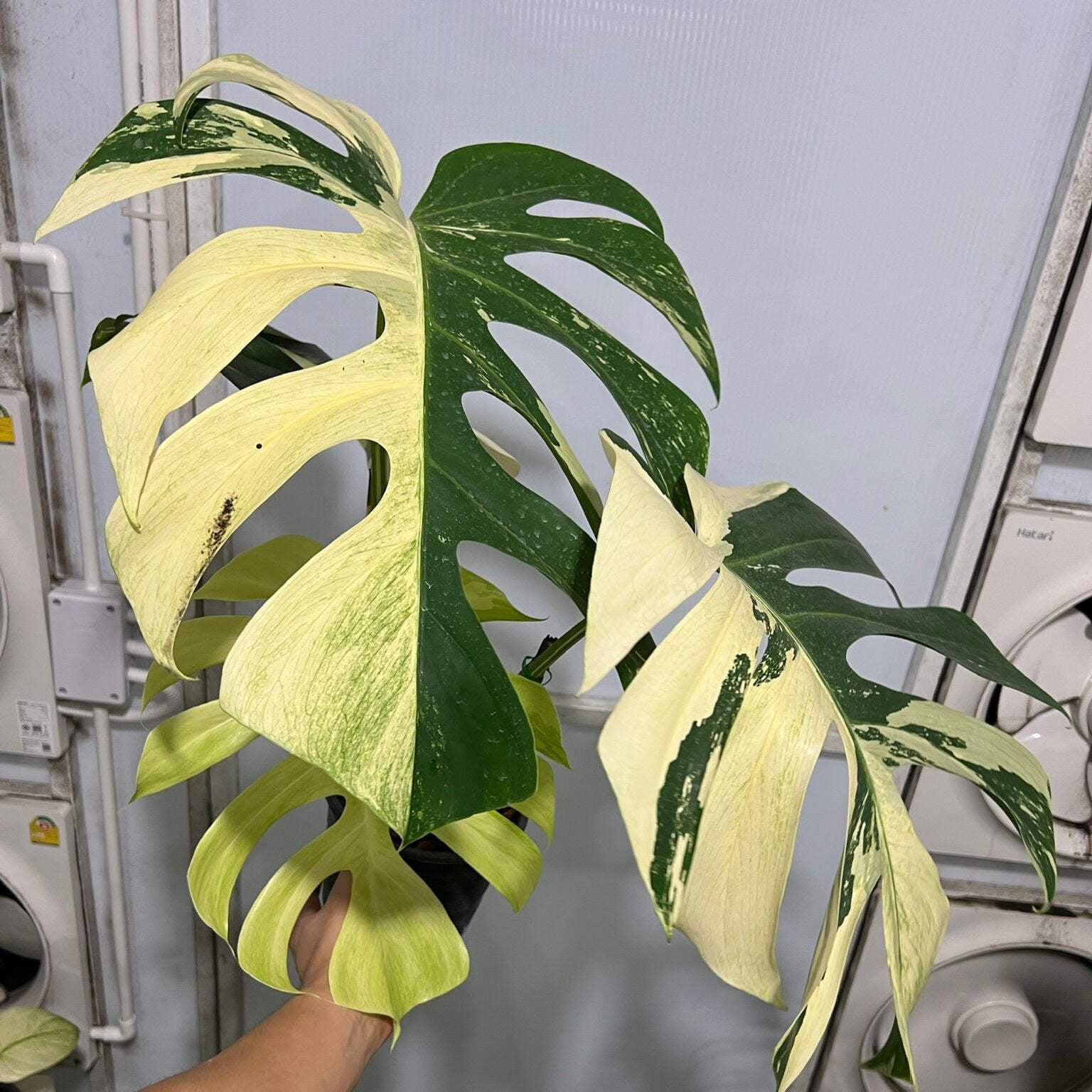 ⭐︎美株⭐︎ Monstera pertusa cv.'Variegata' 4号 ⭐︎美株⭐︎ Monstera pertusa cv.'Variegata' 4号