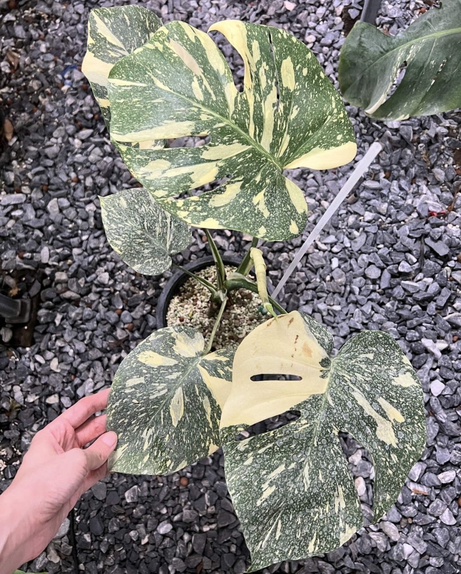 Variegated Monstera